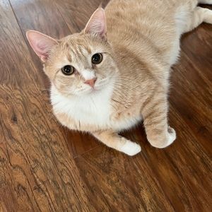 Meet your Posher, Becky